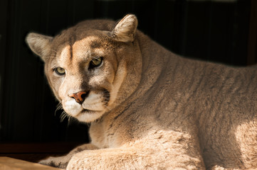 Crédence de cuisine Puma Portrait intense d'un cougar adulte  © Pierrette Guertin
