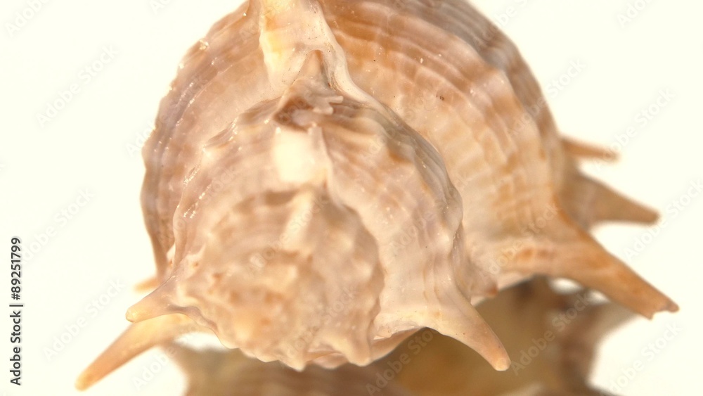 Prickly sea shell on white, rotation, reflection, close up Prickly sea shell on white, rotation, reflection, close up