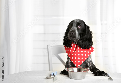 Dog looking at plate of kibbles on dining table photo