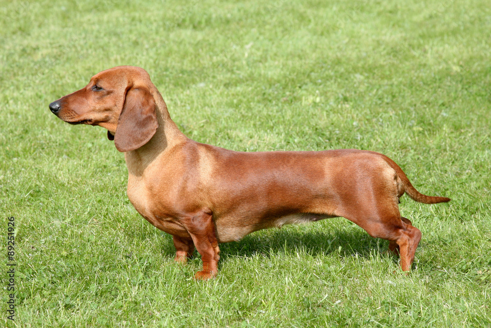 The portrait of Dachshund Standard Long-haired Red