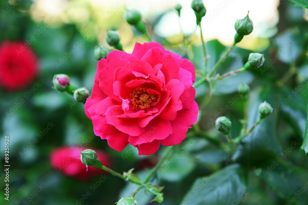 Beautiful roses growing in garden Beautiful roses growing in garden