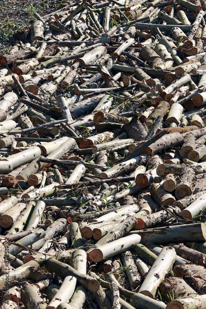 eucalyptus plantation