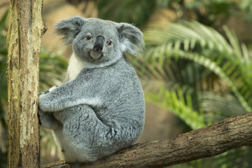 Ingelijste posters Koala Koala close-up met zachte vacht  © Sander Meertins