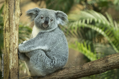 Koala closeup photo