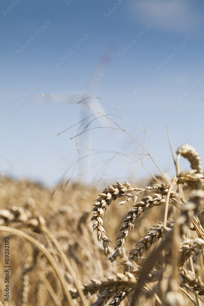 Obraz premium Windrad vor Weizenfeld