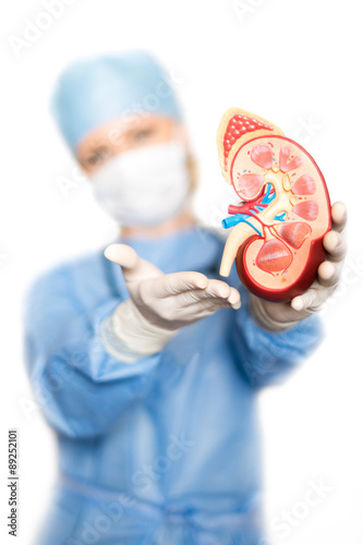 Kidney in the hands of the surgeon photo