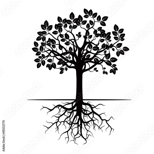 Set of Trees and Roots