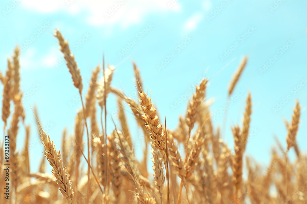 Beautiful summer field Beautiful summer field