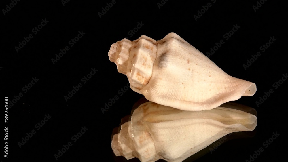 Little marine sea shell isolated on black, rotation, reflection Little marine sea shell isolated on black, rotation, reflection