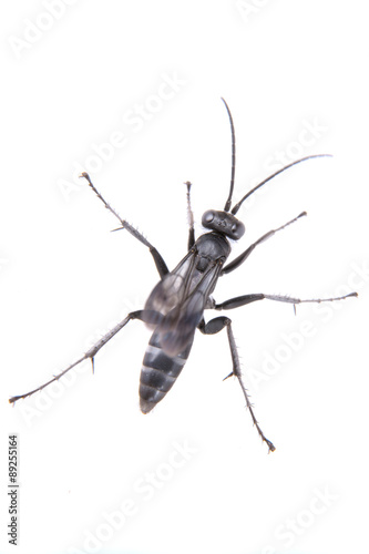 Black insect on the white background
