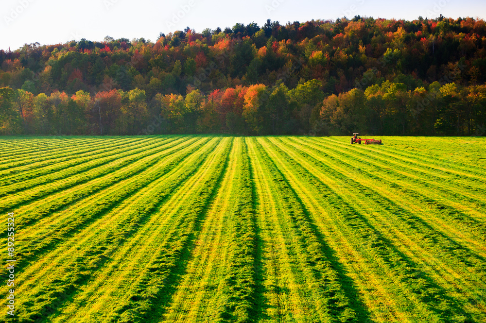 Fototapeta premium Old farm tractor in a field.