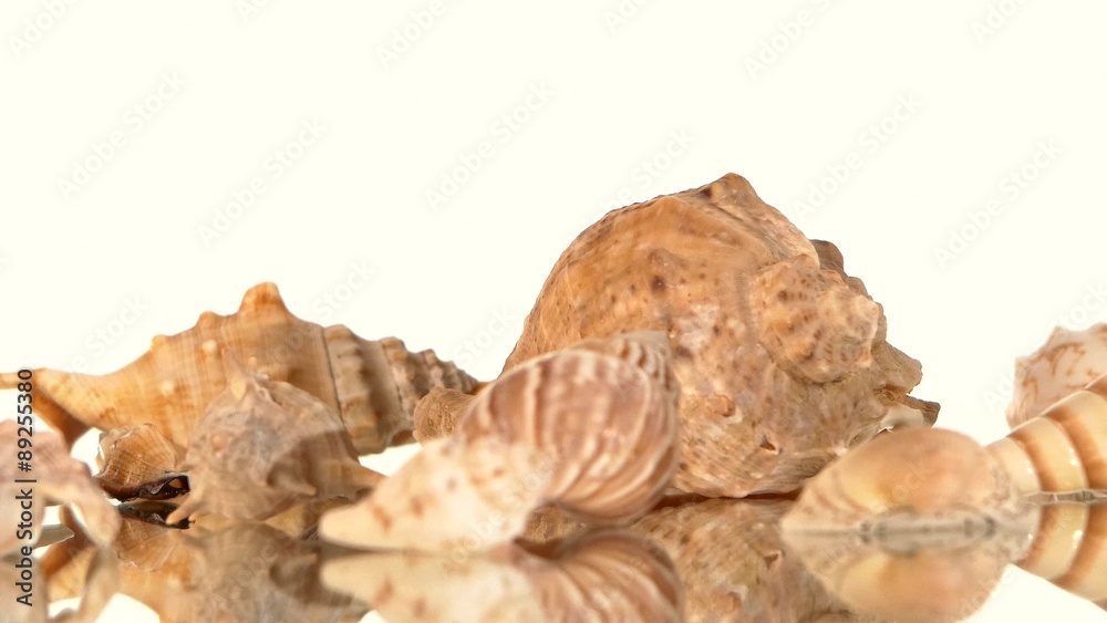 A lot of sea shells on white, rotation, reflection A lot of sea shells on white, rotation, reflection