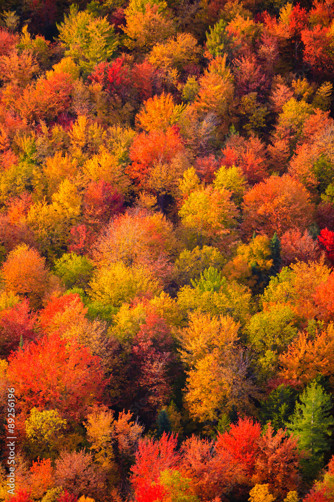 Aerial view of fall foliage in Vermont Aerial view of fall foliage in Vermont