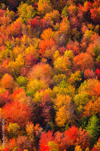 Aerial view of fall foliage in Vermont