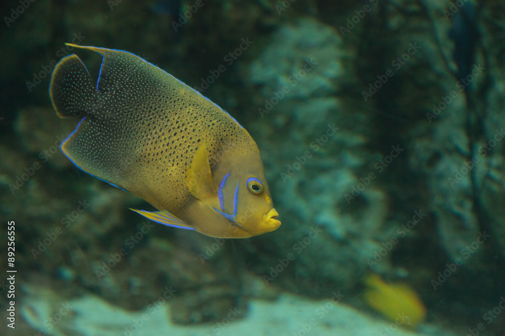 Bermuda blue Angelfish, Holacanthus bermudensis, is yellow and blue, and  can be found in Bermuda Stock Photo | Adobe Stock