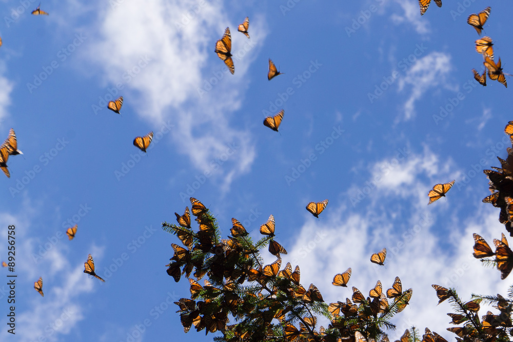 Fototapeta premium Monarch Butterflies flying in Michoacan, Mexico