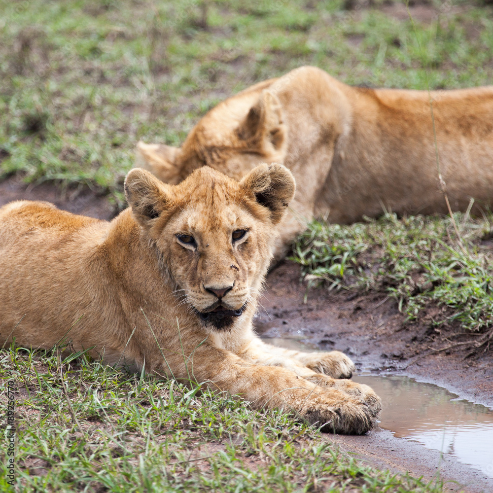 Lioness resting in Serengeti, Tanzania, Africa Lioness resting in Serengeti, Tanzania, Africa