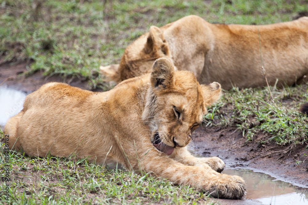 Lioness drinking water in Serengeti, Tanzania, Africa Lioness drinking water in Serengeti, Tanzania, Africa