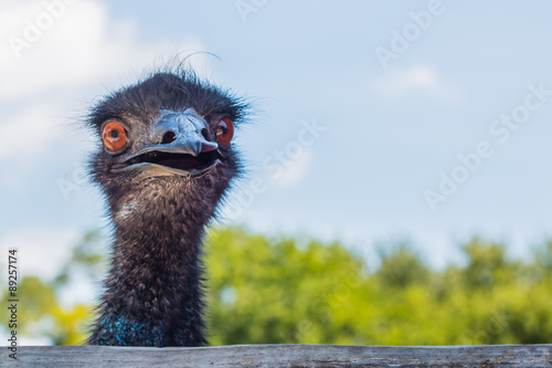 Frontal view of head of emu photo
