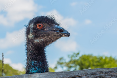 Right side view of head of emu at an angle