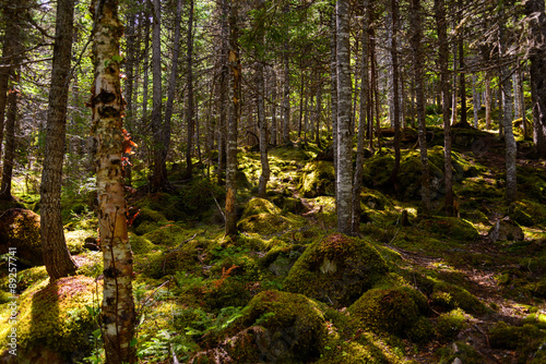 Forest in the Gros Morne National Park in Newfoundland, Canada.