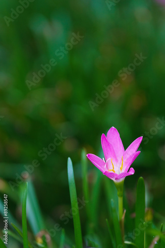 Pinky