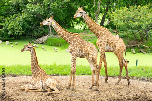 Photography giraffes