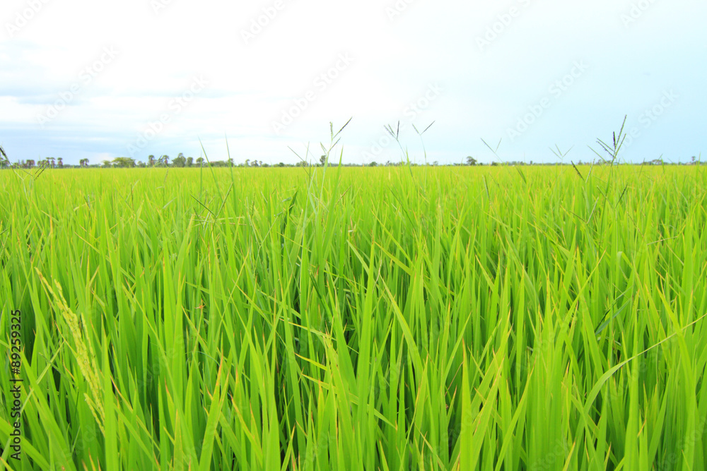 Fototapeta premium fresh rice field