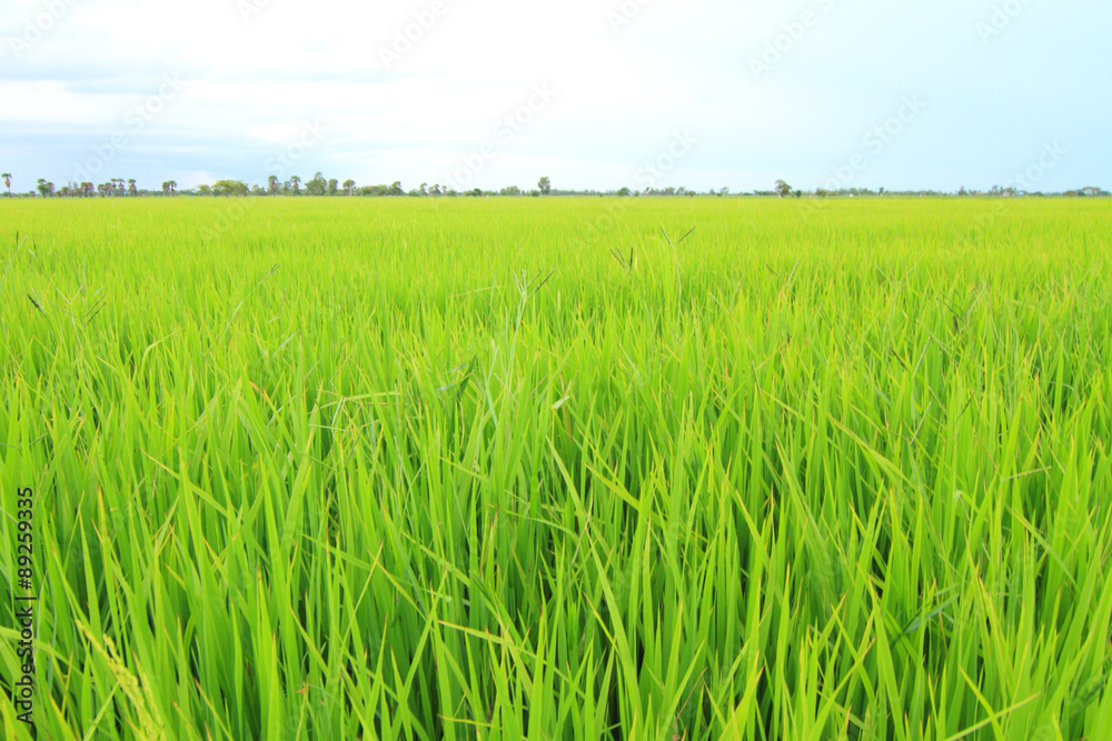 fresh rice field