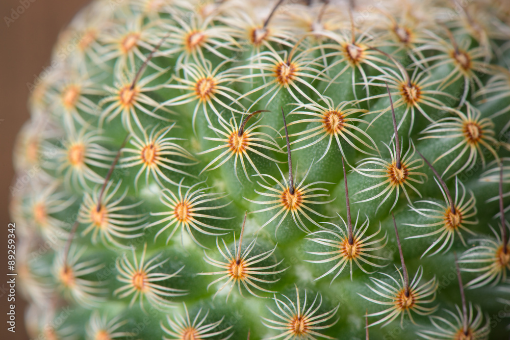 Fototapeta premium cactus