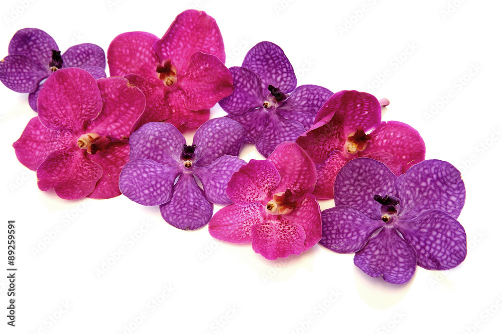 Pink and violet orchids on the isolated background Pink and violet orchids on the isolated background