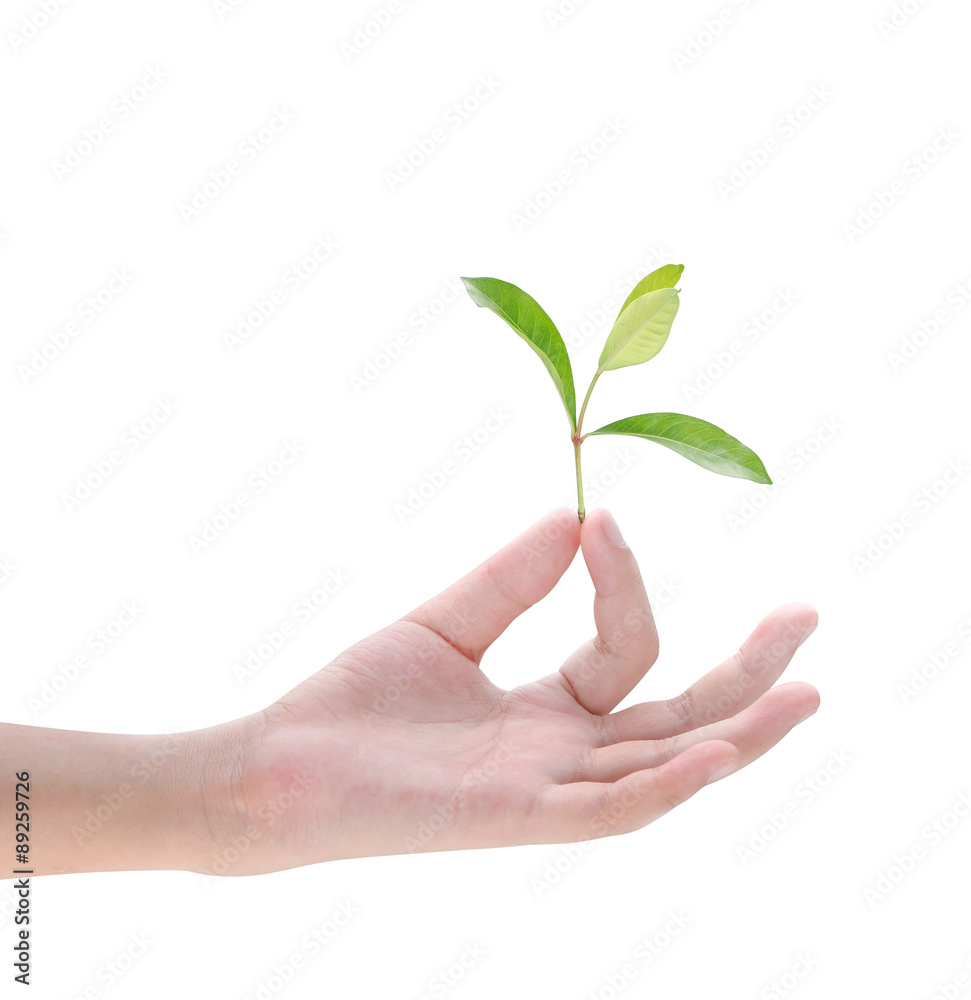 Hand holding plant on white background Hand holding plant on white background