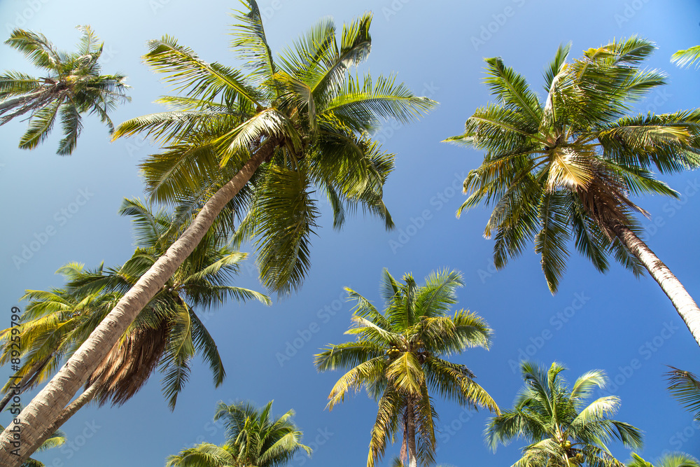 Palm trees with coconut under blue sky Palm trees with coconut under blue sky