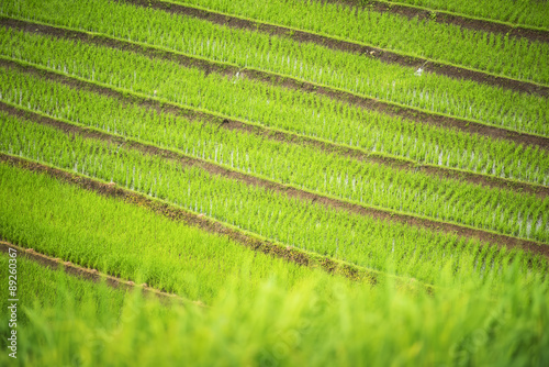 Close up terraced rice rield Chiang Mai ,Thailand.