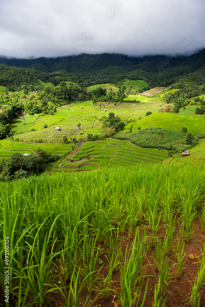Terraced rice field in Pa Pong Pieng. Chiang Mai ,Thailand. Terraced rice field in Pa Pong Pieng. Chiang Mai ,Thailand.