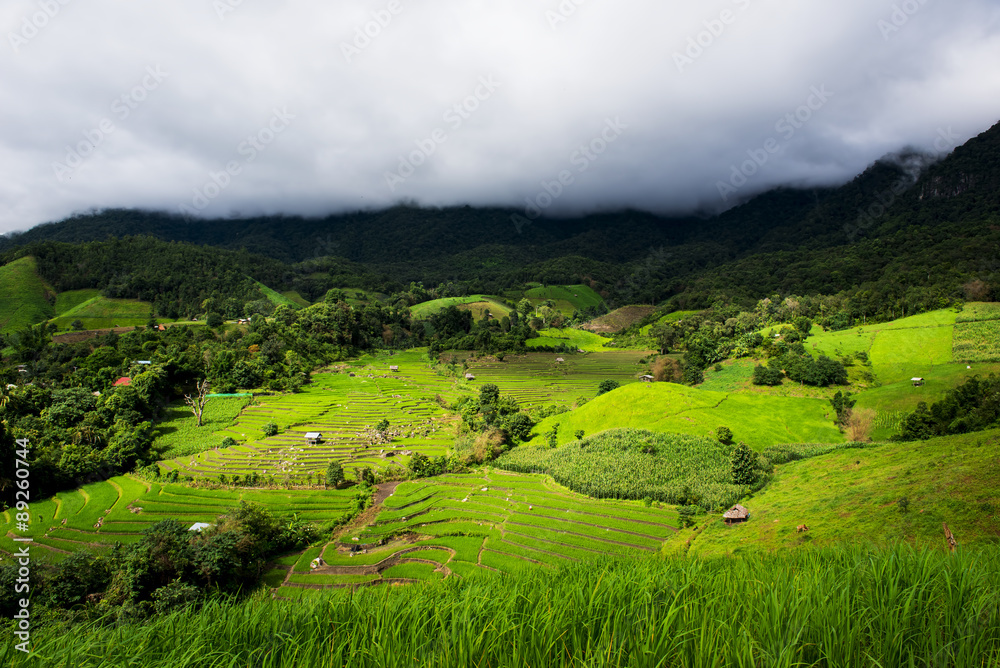 Obraz premium Terraced rice field in Pa Pong Pieng. Chiang Mai ,Thailand.