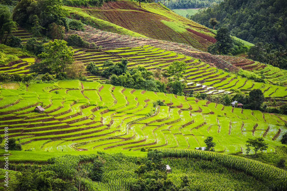 Terraced rice field in Pa Pong Pieng. Chiang Mai ,Thailand. Terraced rice field in Pa Pong Pieng. Chiang Mai ,Thailand.