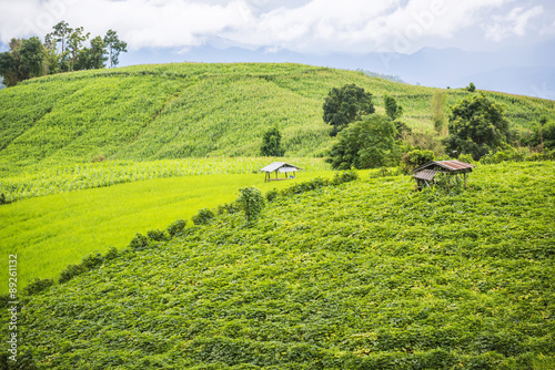 Agriculture field on the hill in Pa Pong Pieng. Chiang Mai ,Thailand.