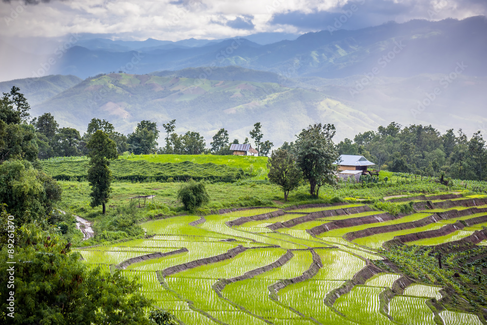 Terraced rice field with sun rays and dramatic sky in Pa Pong Pieng. Chiang Mai ,Thailand.