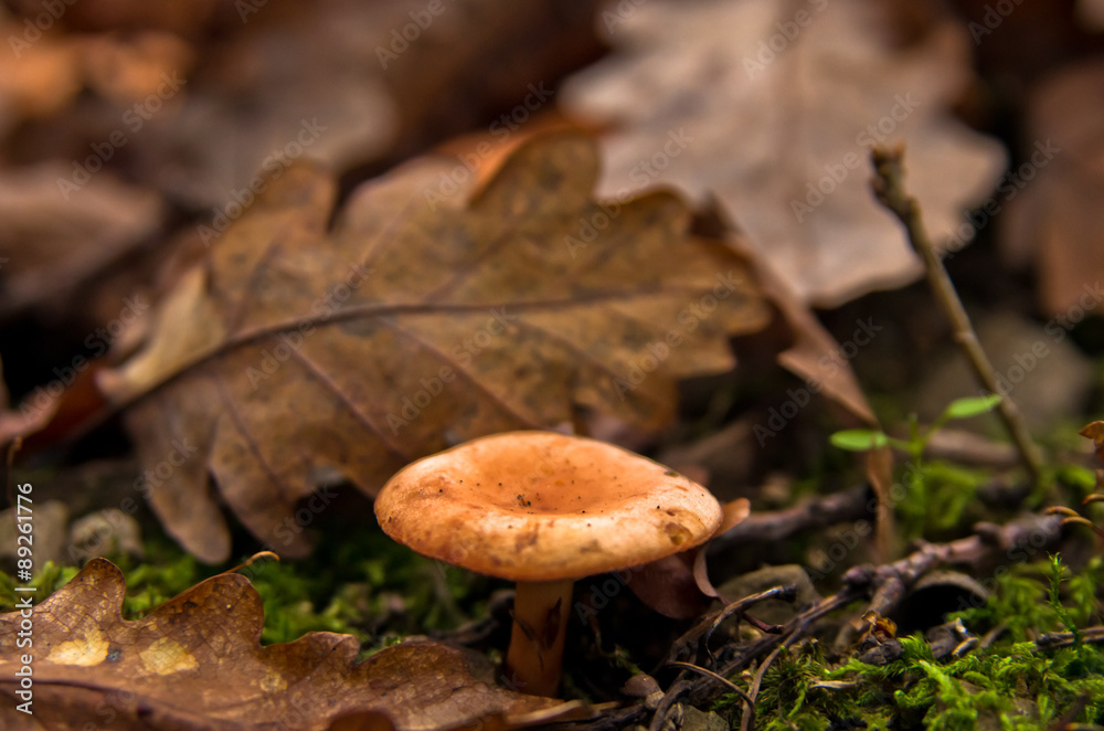 Closeup of a very small mushroom in a forest at autumn Closeup of a very small mushroom in a forest at autumn