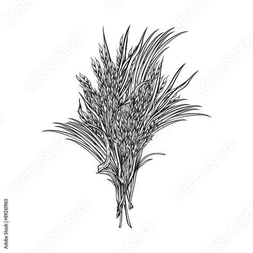 paddy grass vector