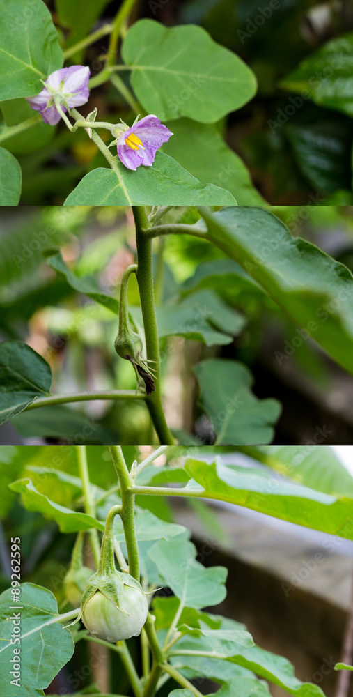 3 step from flower to fruit of Thai eggplant 3 step from flower to fruit of Thai eggplant