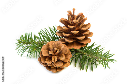  pine cones with branch