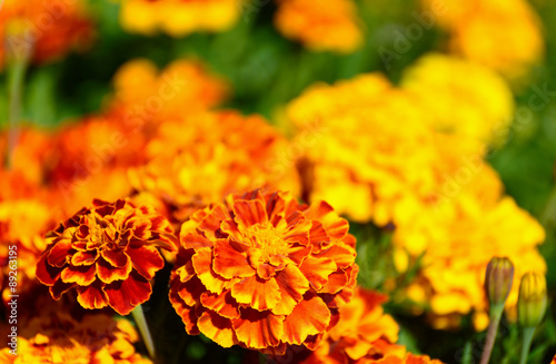 Fototapeta Naklejka Na Ścianę i Meble -  Marigold flower