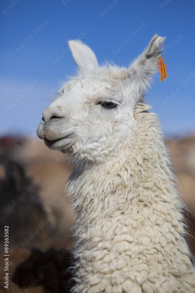 Llama against a blue clear sky in Bolivia