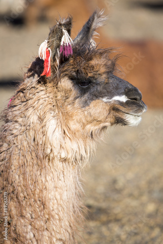 Portrait of beautiful Llama, Bolivia