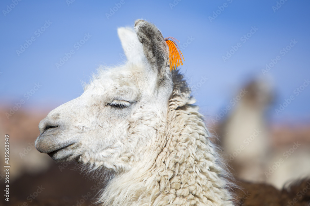 Llama against a blue clear sky in Bolivia