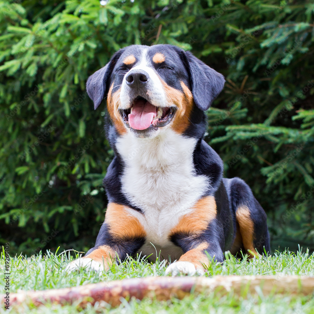 Sennenhund waiting for his boss to play with him Sennenhund waiting for his boss to play with him