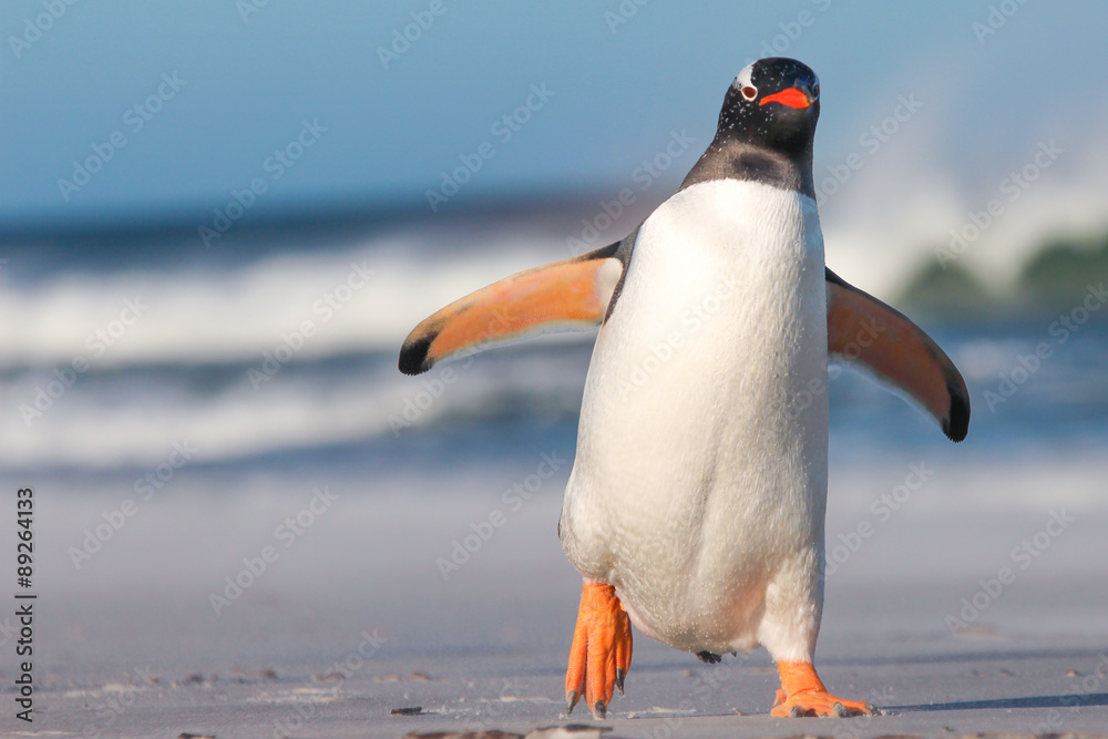 Fototapeta premium Pingwin królewski (Aptenodytes patagonicus) Pisklęta w żłobku w deszczu.