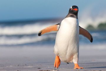 Fototapete Pinguin Königspinguin Küken im Regen  © fieldwork
